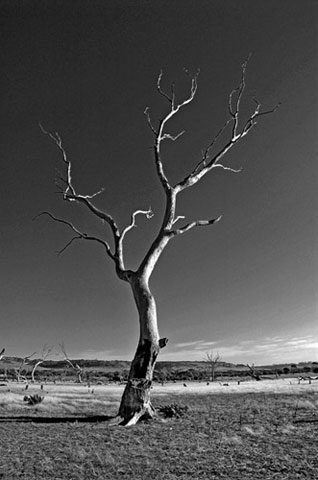 Tree by Christian Galicia