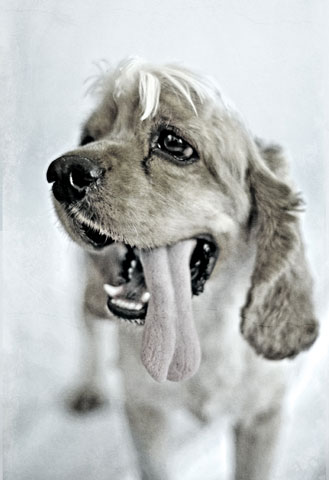 DOG by Christian Galicia